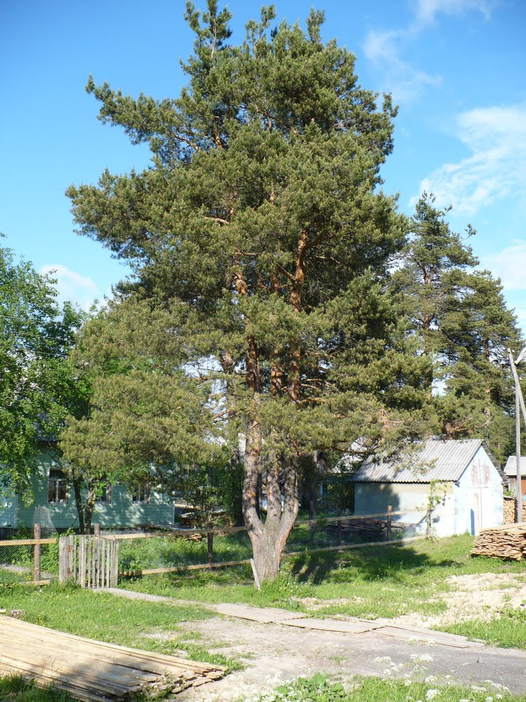 дерево, Плесецк