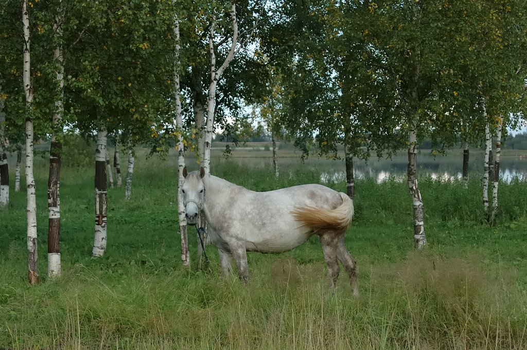 Лошадь Звездочка, Северодвинск