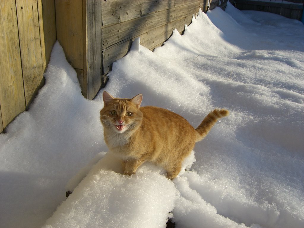 Рыжий аскинский кот, Аскино