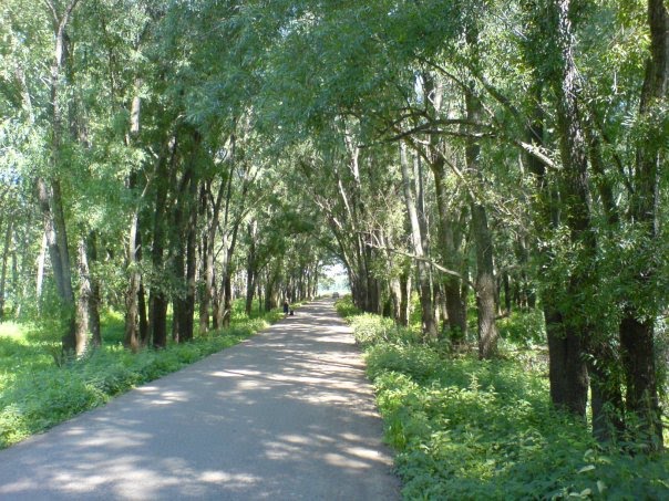 лес, Кушнаренково