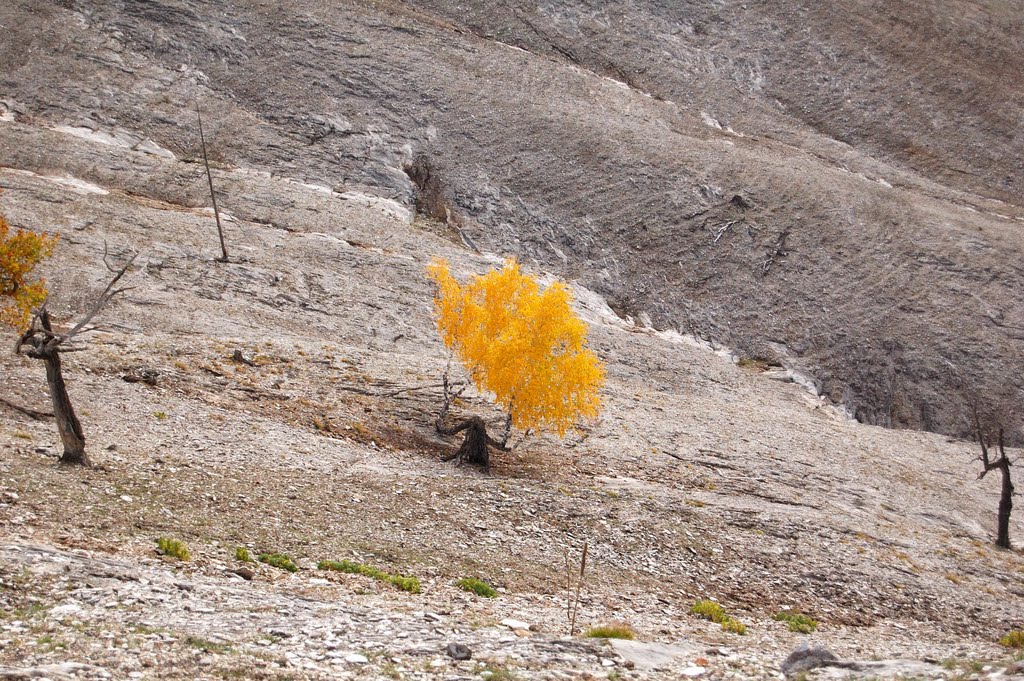 одинокое дерево, Старосубхангулово
