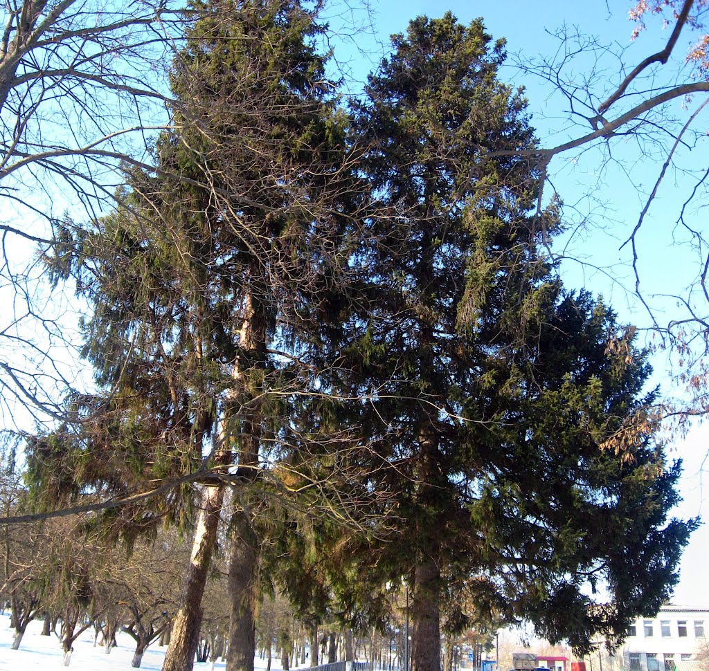 Деревья в бывшем графском парке, Ивня