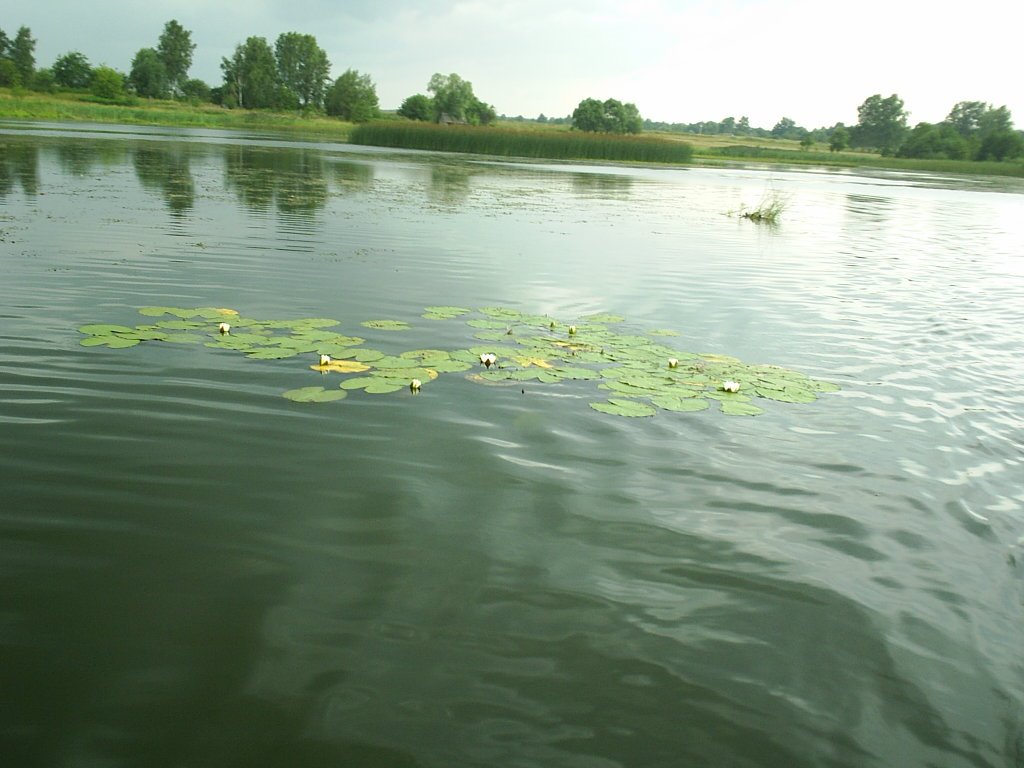 Lake, Бытошь