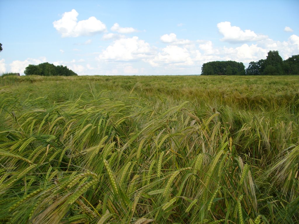 Хлебные поля - пшеница, Жирятино
