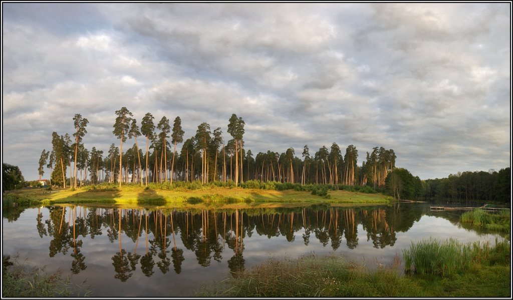 Morning in pine wood. -  Russia ., Рогнедино
