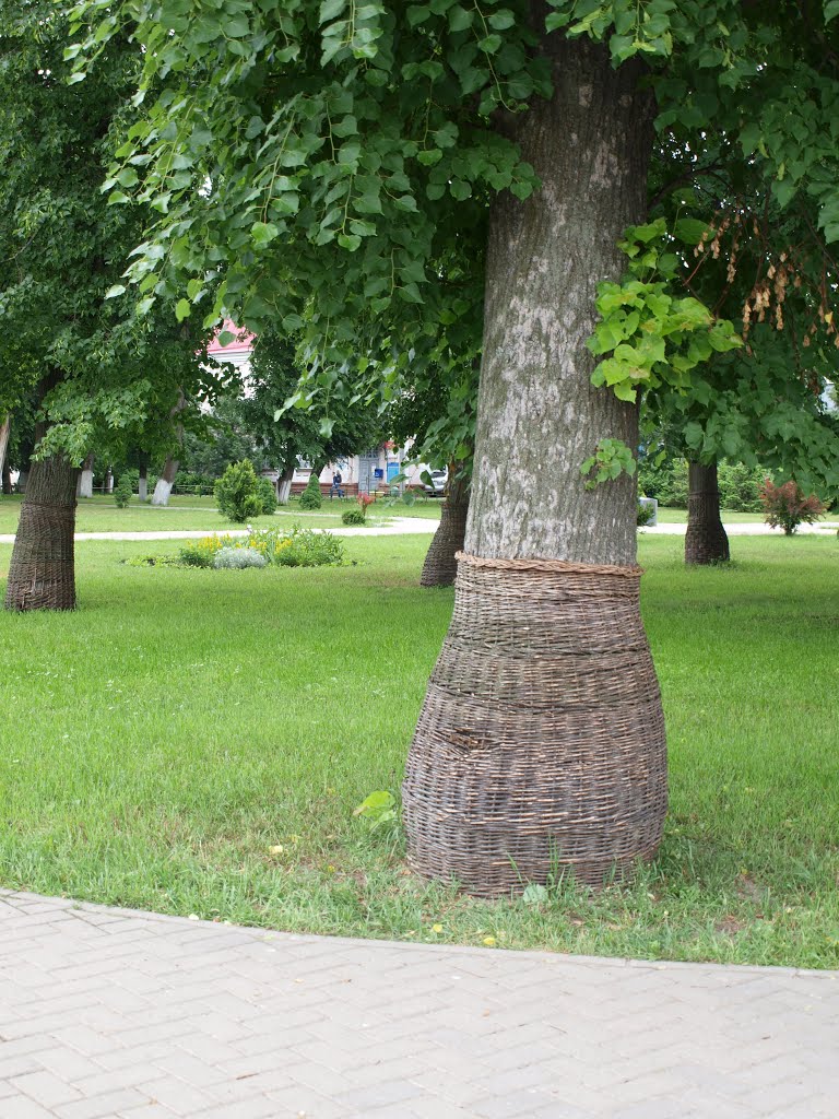 Дерево в корзине, Стародуб