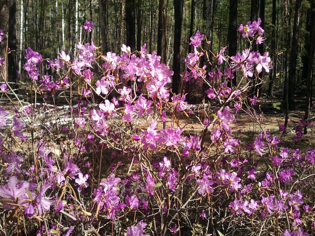 Багульник  Rhododendron dauricum, Кижинга