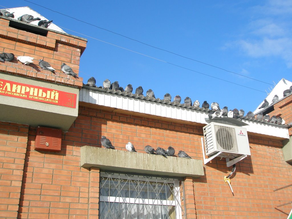 голуби, Северобайкальск