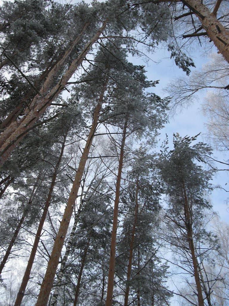 зимний лес, Вязники