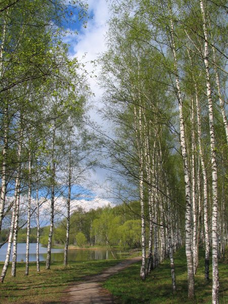 Birch Grove in Karabanovo, Карабаново
