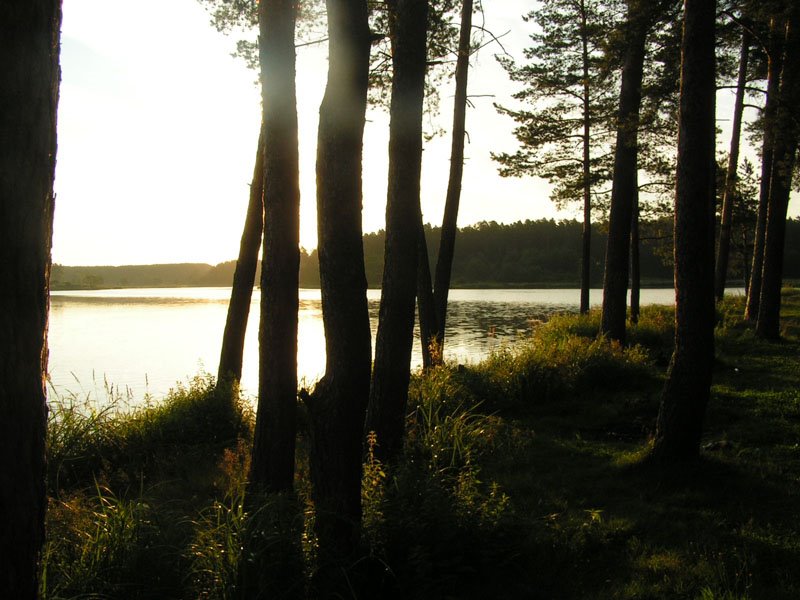 Киржачское озеро, лес, Киржач