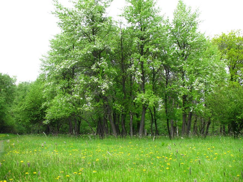 Весна в колхозном саду побережье Чиганака, Алексеевская