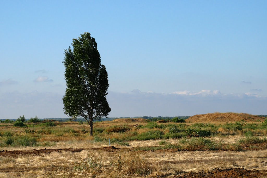 Одинокое степное дерево. The tree in the desert., Волжский