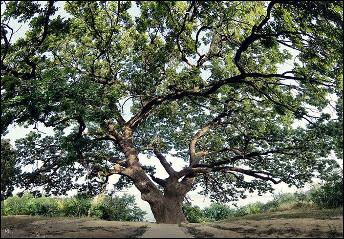 Магический дуб.  Magic oak, Дубовка