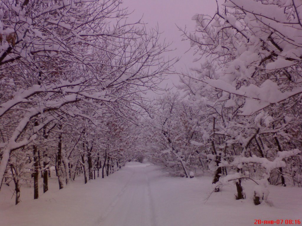 Снежок,2007год, Калач-на-Дону