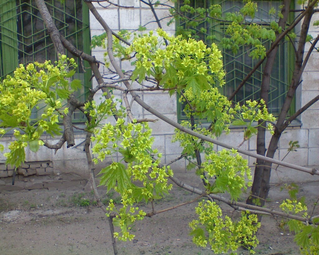 Весна в Калаче, Калач-на-Дону