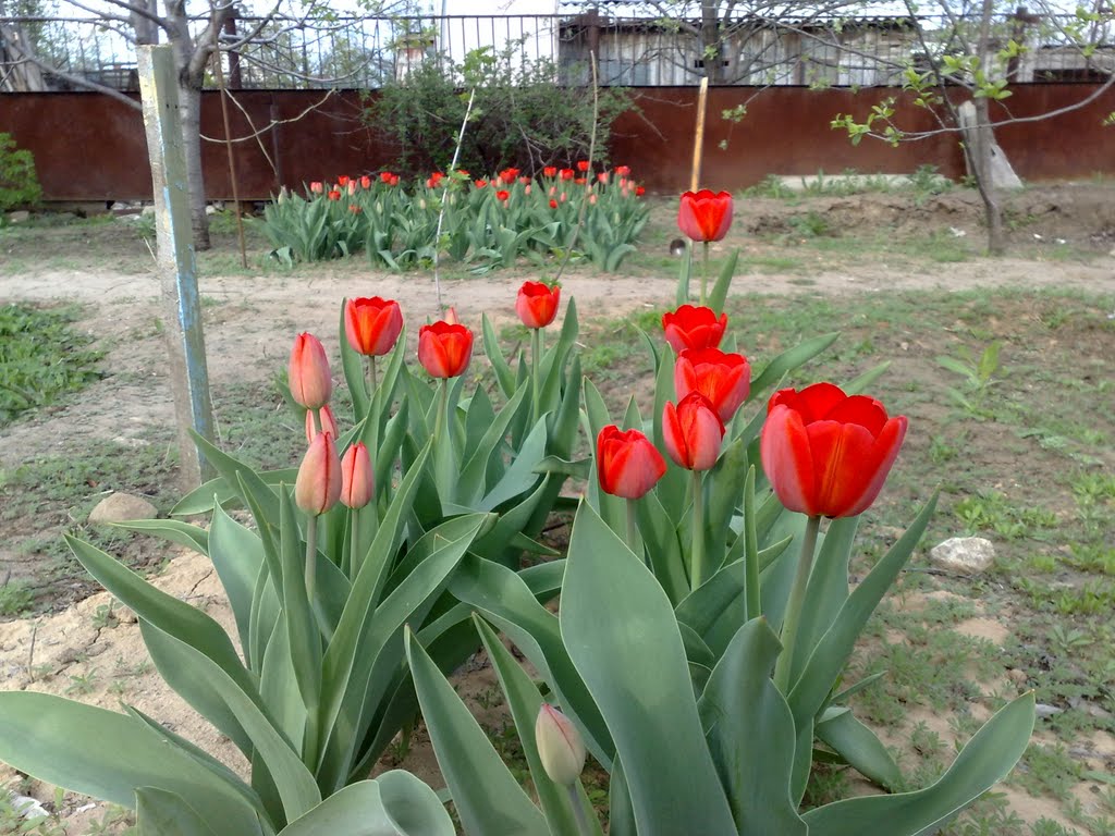 2011 май тюльпаны, Фролово