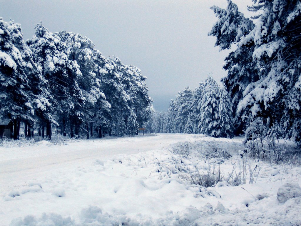 Зимний лес, Липин Бор