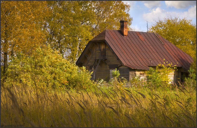 Золотая осень - Golden autumn, Сокол
