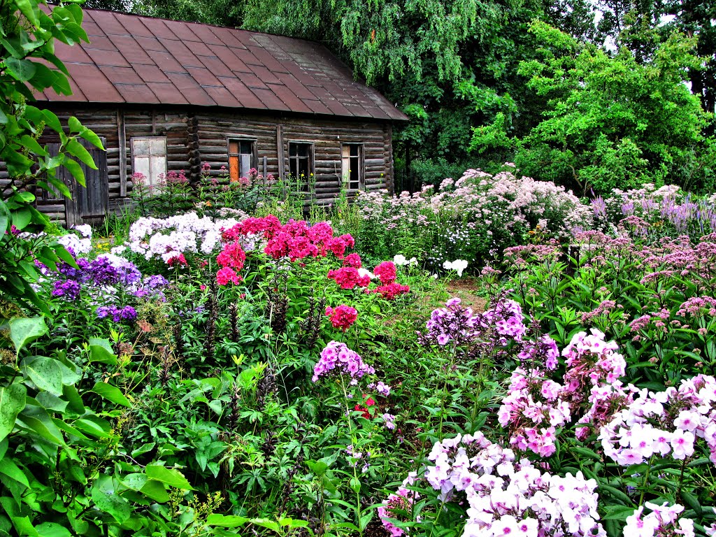 Flower garden near an abandoned home, Череповец