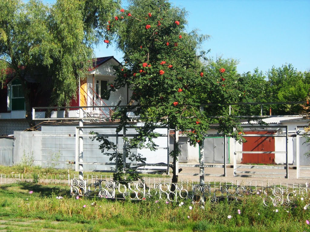 Рябина, Борисоглебск