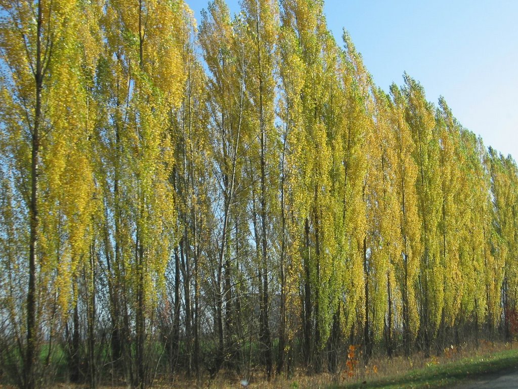 деревья у дороги, Воробьевка