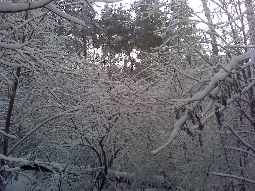 Зимний лес, Репьевка