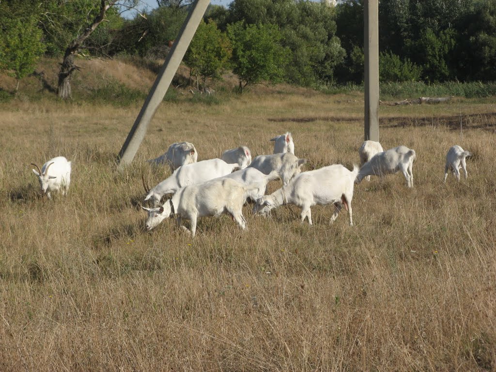 козы на лугу . goats on the meadow, Репьевка
