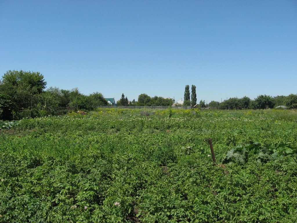 Урожай 2008, Таловая