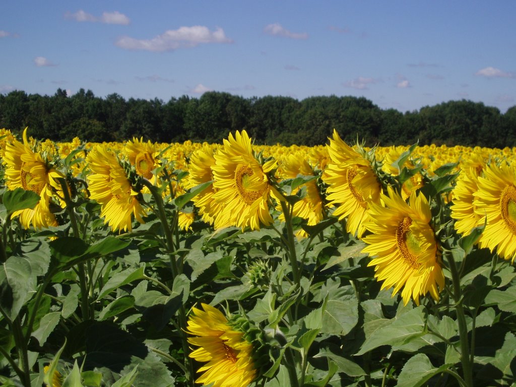 Sunflowers - the flowers of Summer, the seeds of Sun(07.08.2008), Хохольский