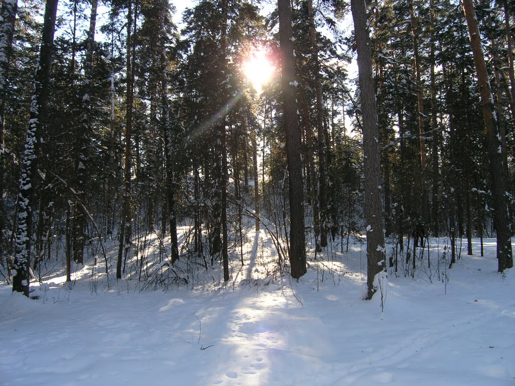 Зимнее солнце пробивается через деревья, Большое Пикино
