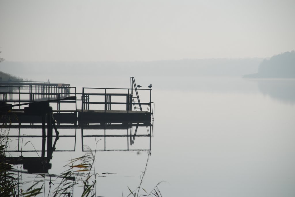 The seagull on lake/Чайки на озере, Большое Пикино