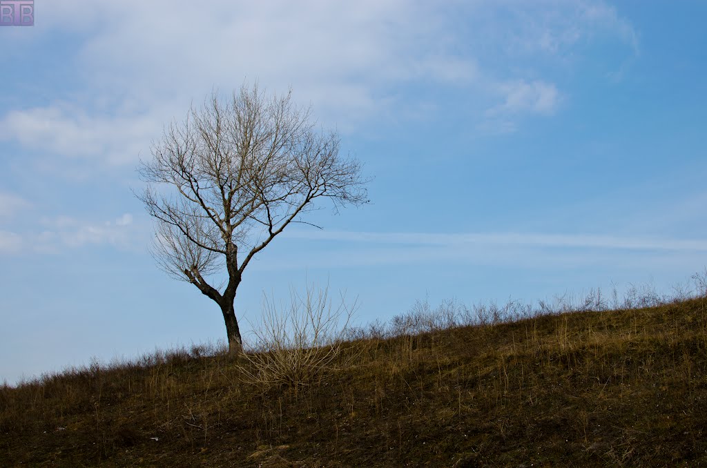 Одинокое дерево, Большое Пикино