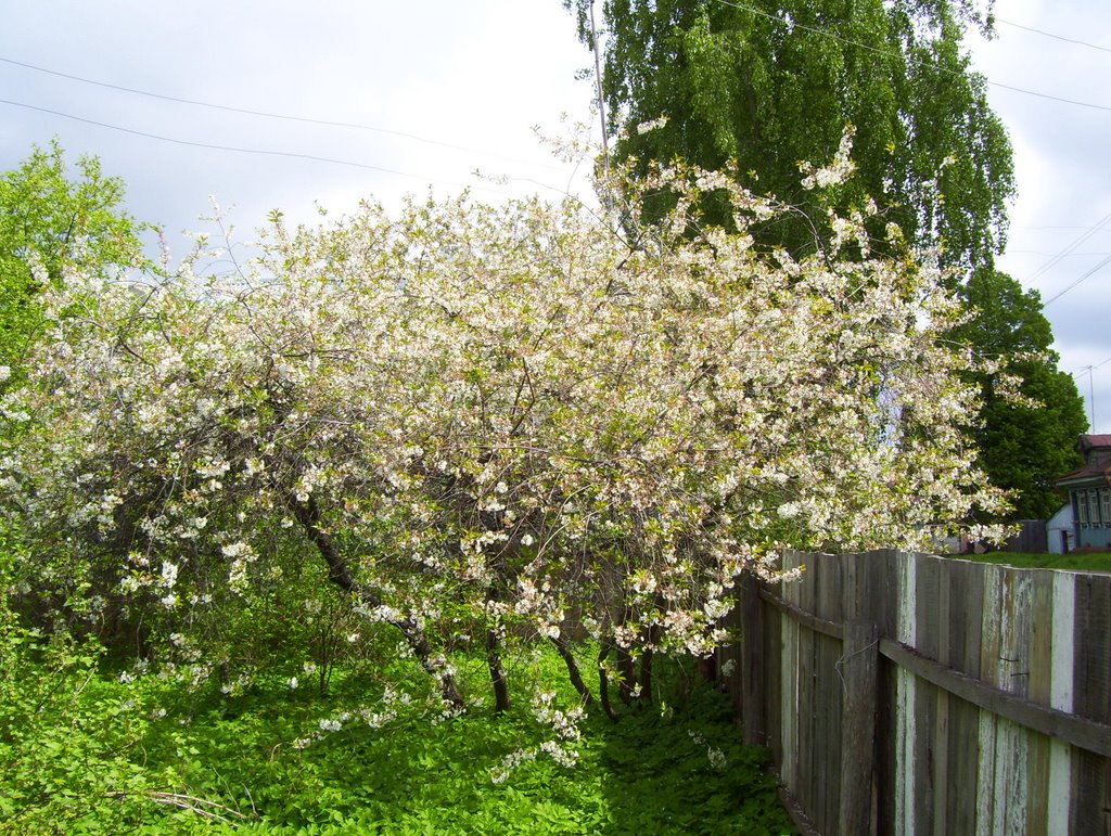 Blooming cherry trees, Васильсурск