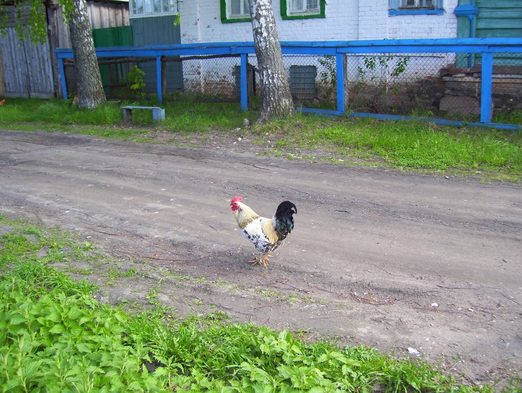 Rooster, Васильсурск