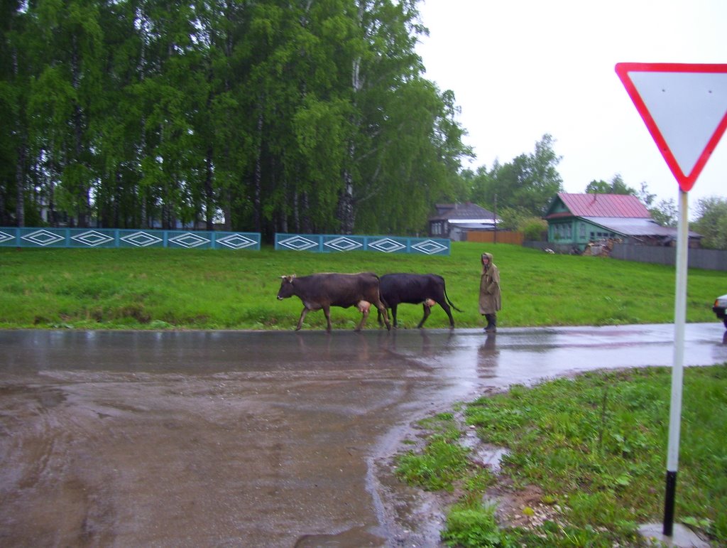 Cattle, Васильсурск
