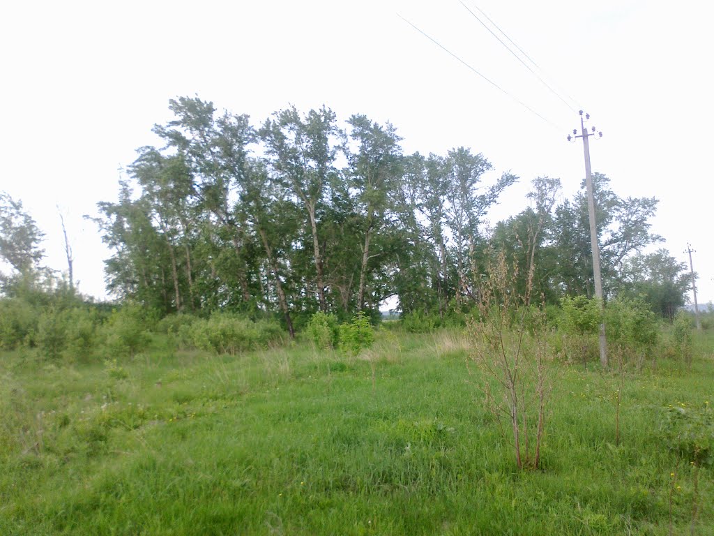 деревья (22.05.2012), Горбатовка