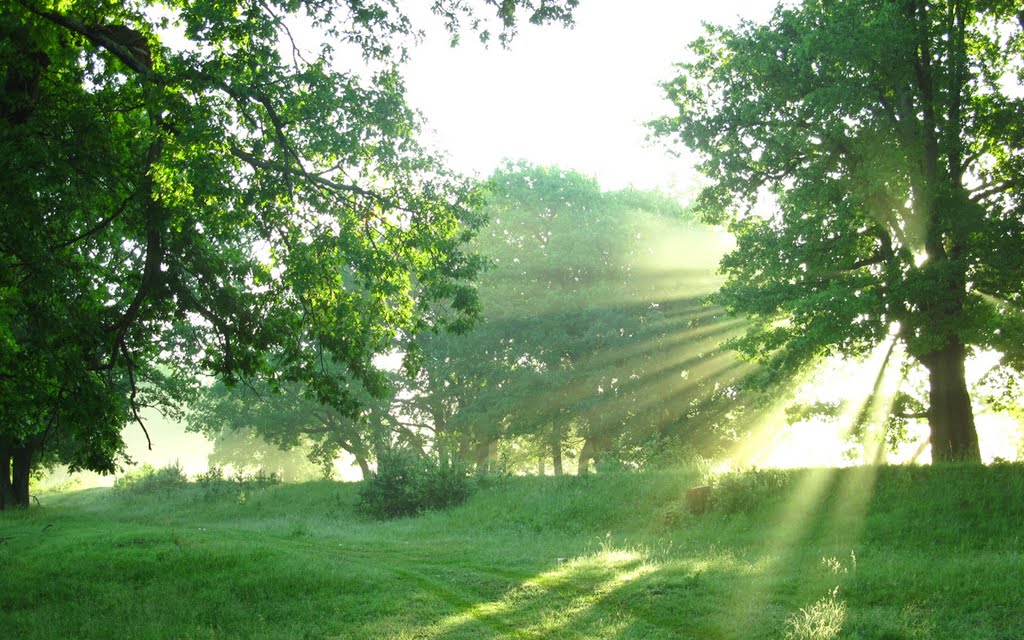 Sun rays & oaks, Керженец