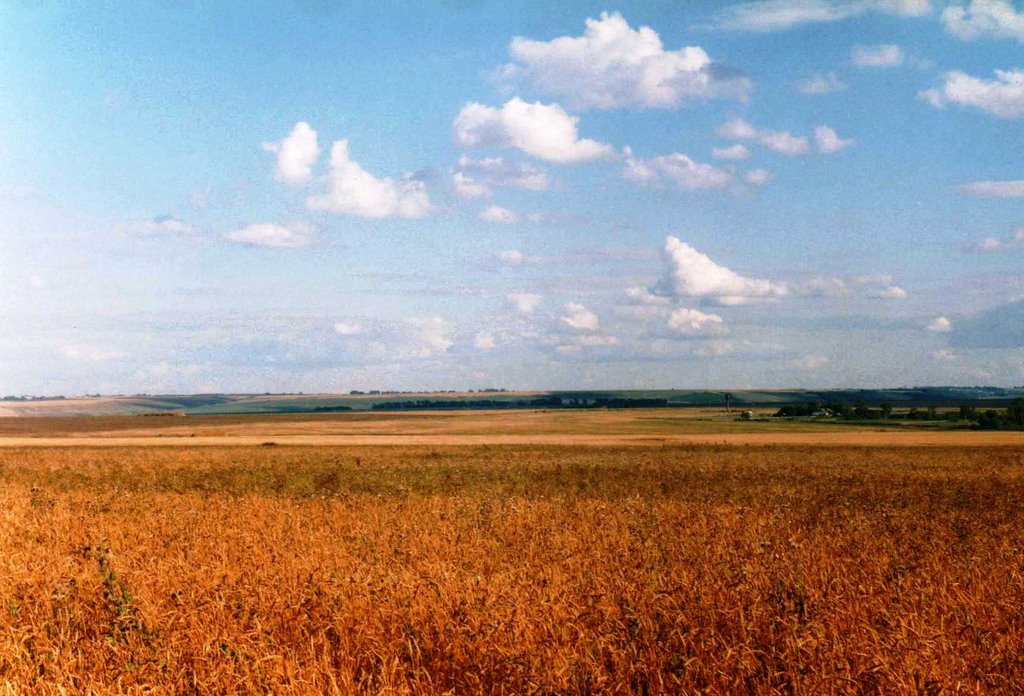 Пшеница золотая, Лысково