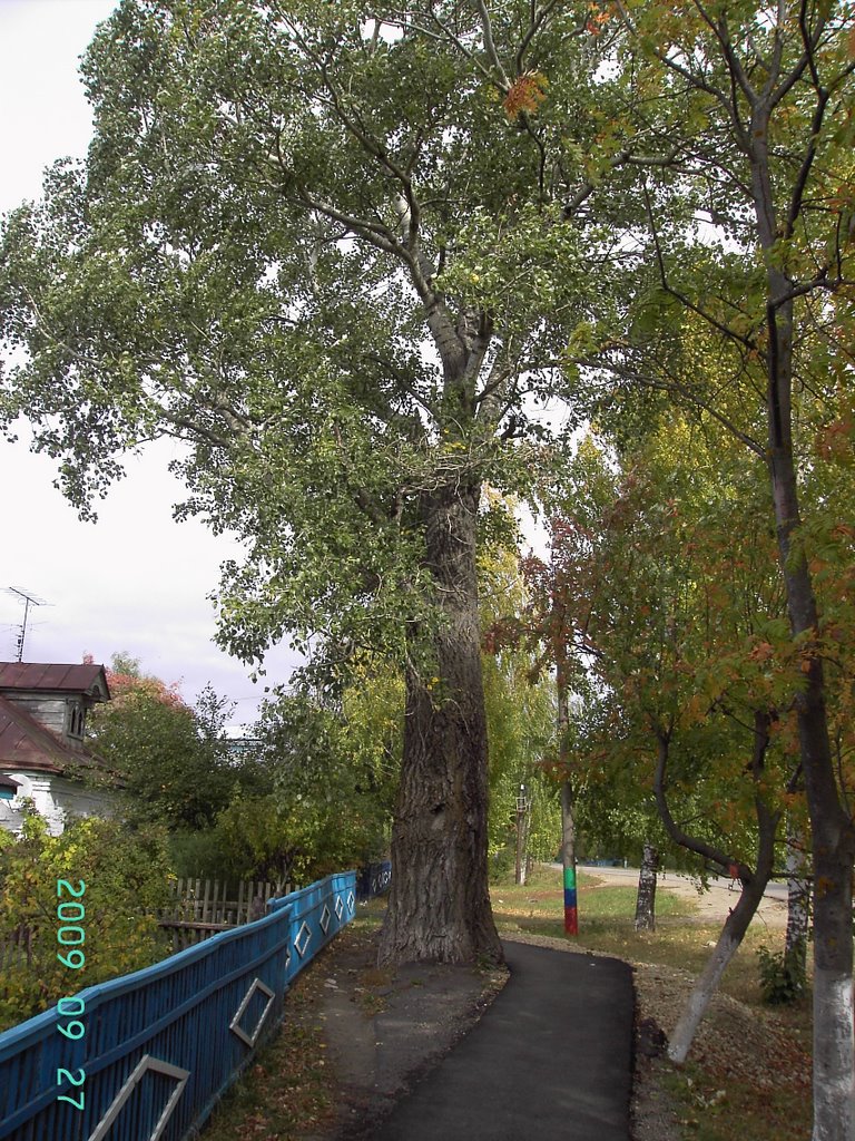 большое дерево, Спасское
