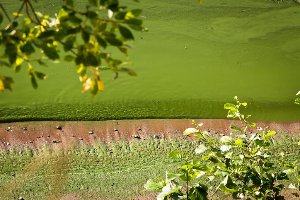 Зеленая-зеленая вода (2012.07.02), Чкаловск