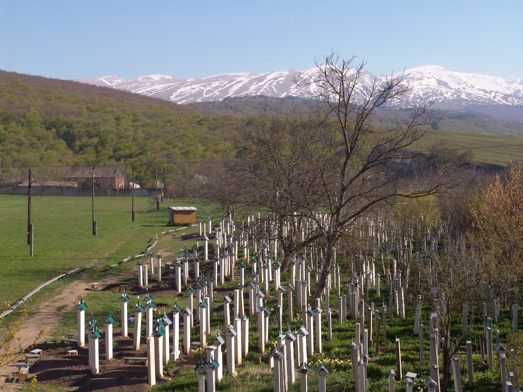 кладбище, Дылым