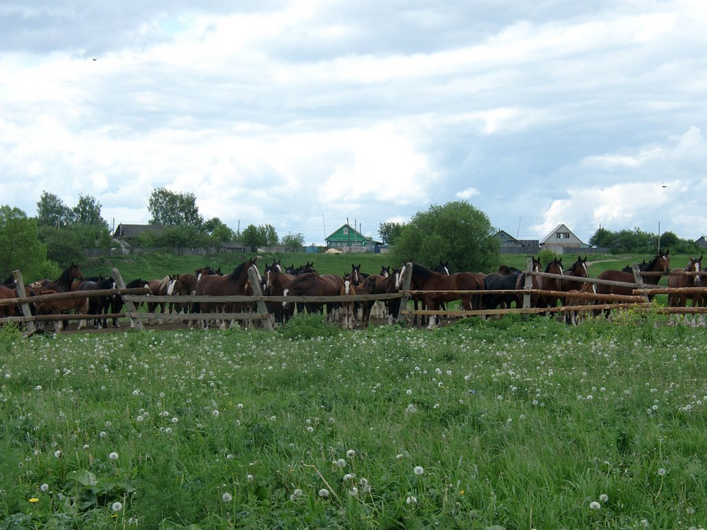 Gavrilov-Posad. Cart-hose herd., Гаврилов Посад