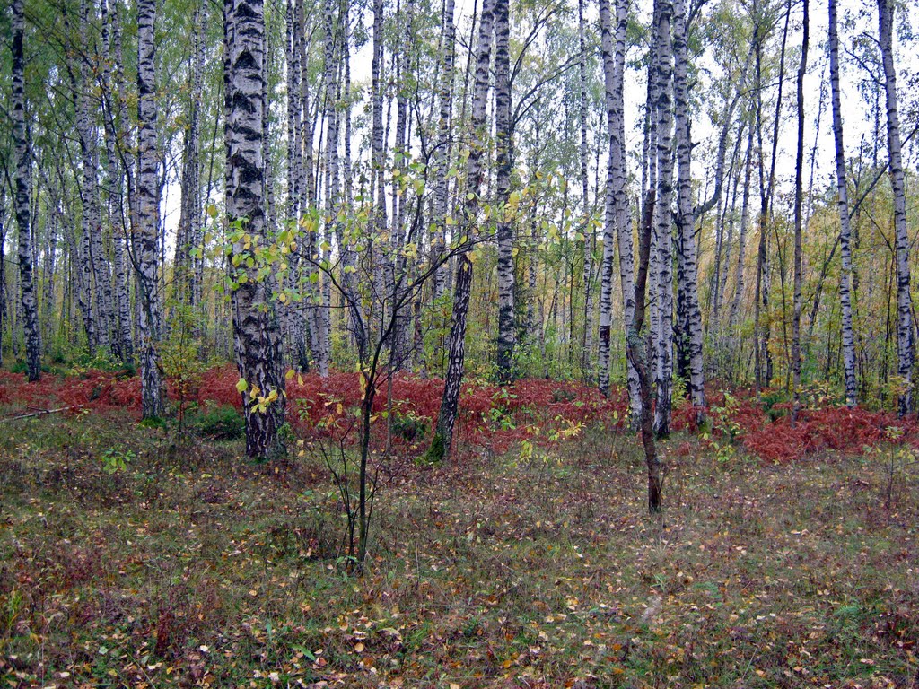 Осенний лес, Иваньковский