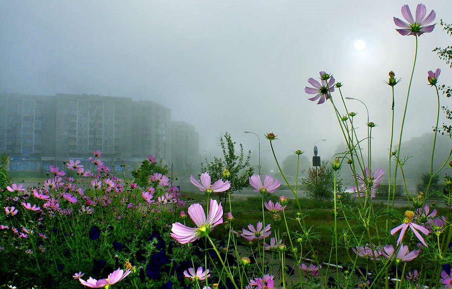 туман в городе, Саянск