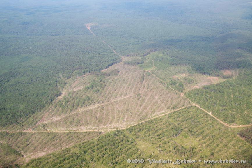 Вырубки леса, Чунский