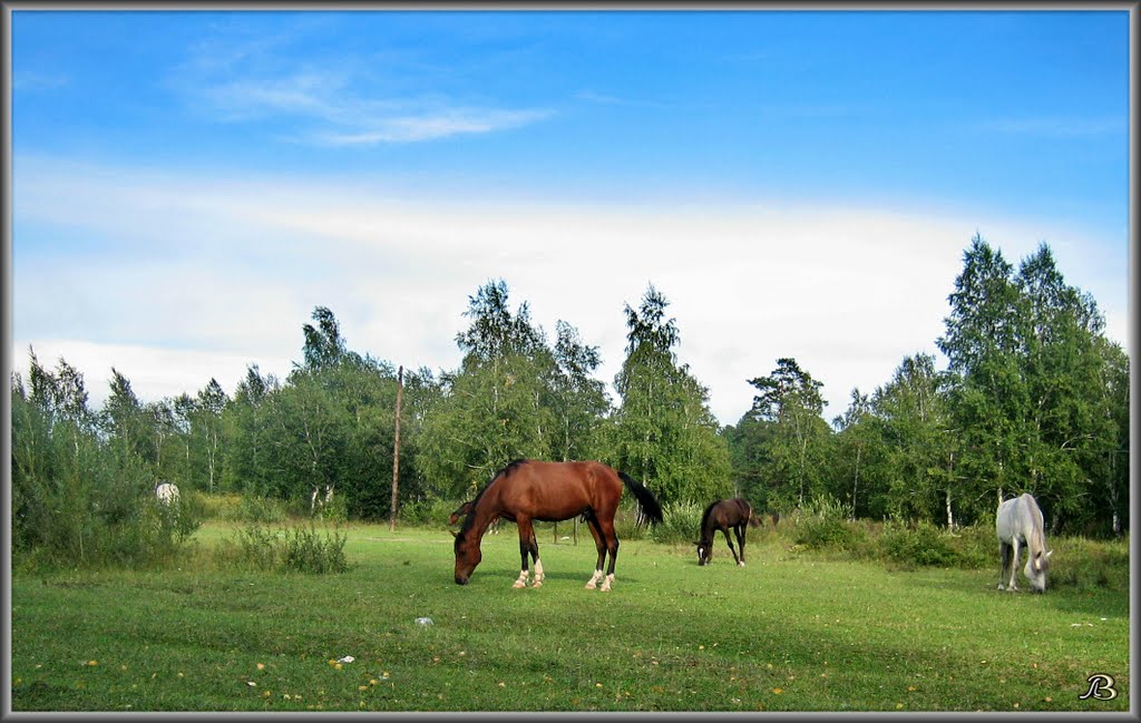 Horses.  Лошадки в пойме Китоя., Ангарск