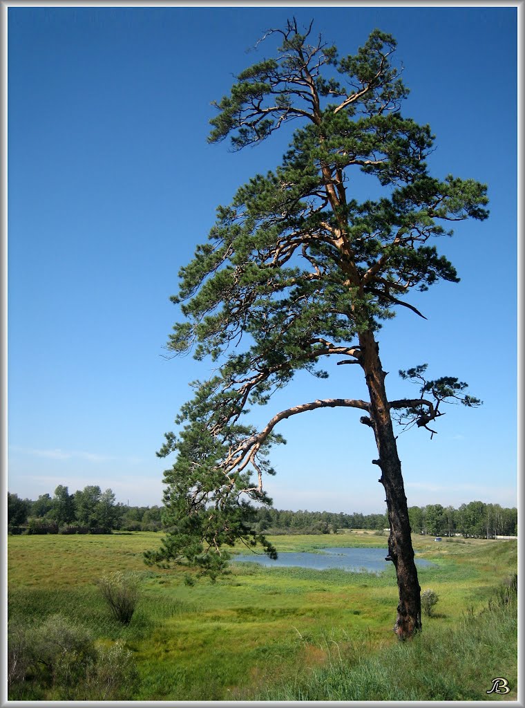 Pine tree  Сосна, Ангарск