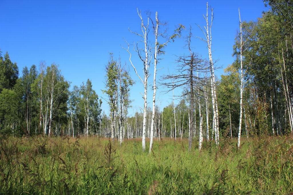 Байкальская растительность, Байкальск