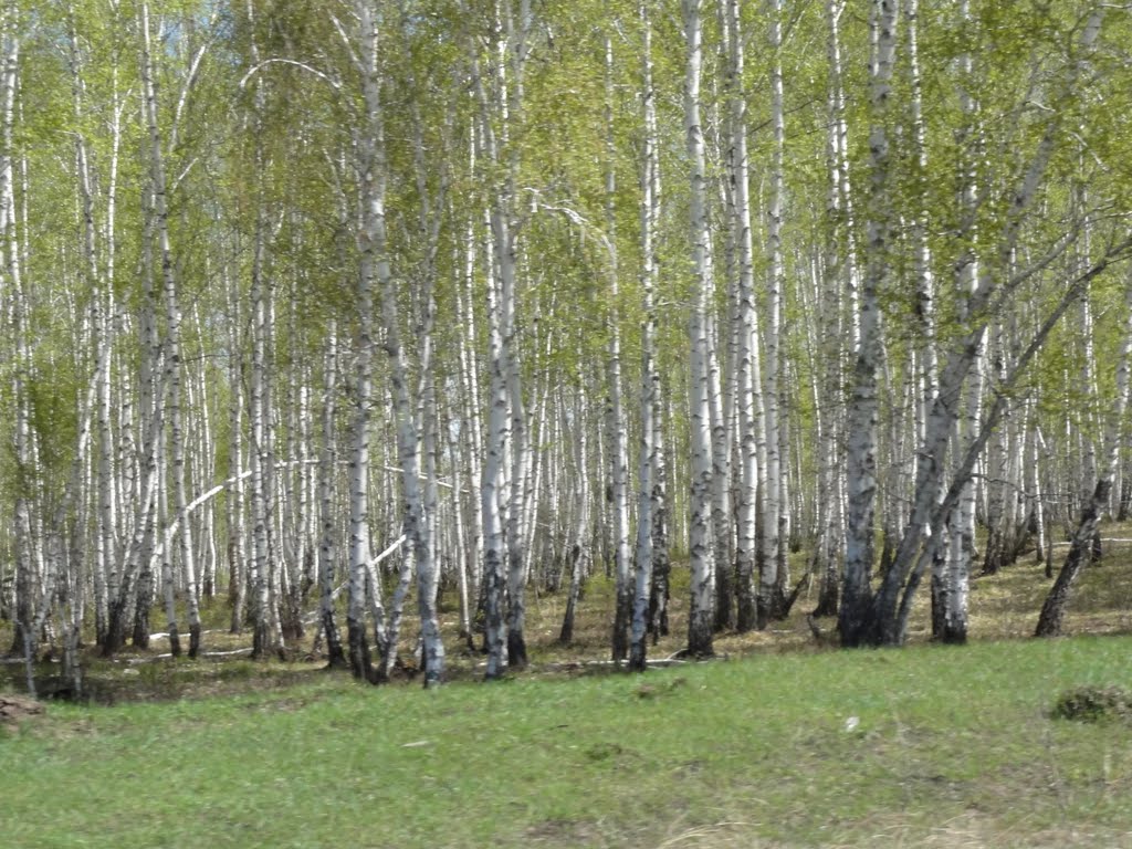 Березовая роща перед Кутуликом, Забитуй